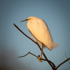 Obraz premium Photograph of a Snowy Egret Perched in a tree at sunset