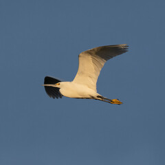 Photograph of a Snowy Egret flying