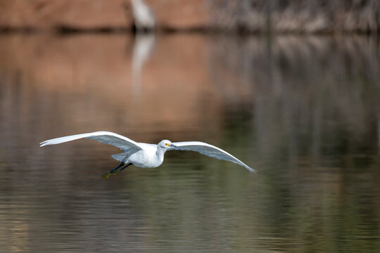 Photograph of a Snowy Egret flying