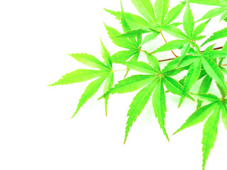 フレッシュなカエデの葉、白背景に青モミジの葉っぱ、楓の新緑