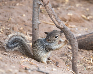 Photograph of a Rock Squirrel 