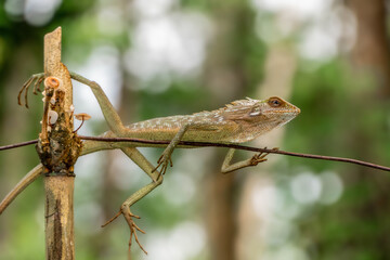 Chameleon animal up close. Asian chameleon in a close-up photo