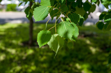 A twig of a tree with green leaves