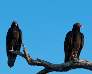 Pair of Turkey Vultures photographed in Arizona.
