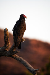 Photograph of a Turkey Vulture in Arizona.