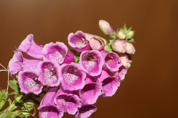 Wild purple flower blossom close up modern botanical background purpurea digitalis family plantaginaceae high quality big size print