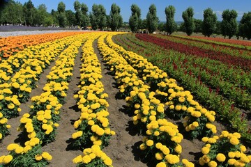 花風景