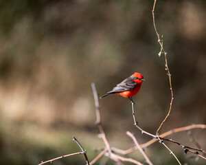 Photograph of a Vermillion Flycatcher