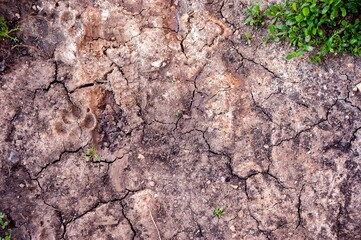 There is dried mud underfoot with dog's paw prints on it