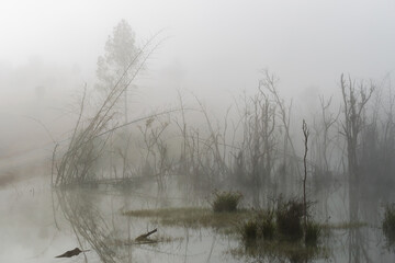 View of dead trees standing in the peaceful lake in the morning with foggy