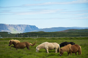 Fototapeta na wymiar Beautiful of Icelandic horse in Iceland.