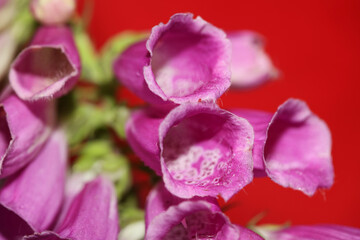Fototapeta na wymiar Wild purple flower blossom close up modern botanical background purpurea digitalis family plantaginaceae high quality big size print