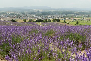 花風景