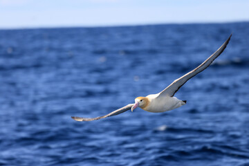Short-tailed albatross (Diomedea albatrus) in Japan
