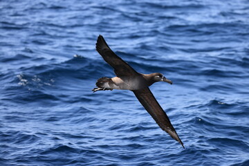 Fototapeta premium Black-footed albatross (Diomedea nigripes) in Japan