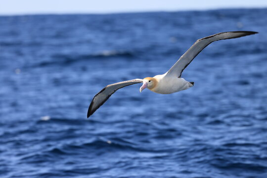 Short-tailed albatross (Diomedea albatrus) in Japan