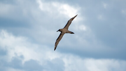 Sooty albatross (Phoebetria fusca) flying above the Atlantic Ocean, near the Falkland Islands