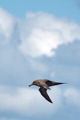 Sooty albatross (Phoebetria fusca) flying above the Atlantic Ocean, near the Falkland Islands