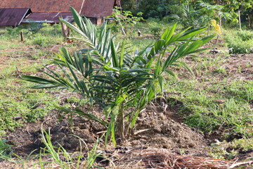 Newly grown oil palm tree