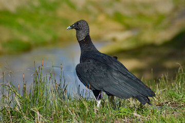 aves de Colombia