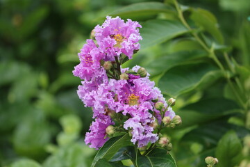 Lagerstroemia speciosa (giant crepe - myrtle, Queen's crepe - myrtle, banabá plant, or pride of India) is a species of Lagerstroemia native to tropical southern Asia.