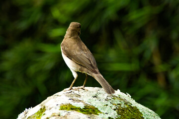 aves de Colombia