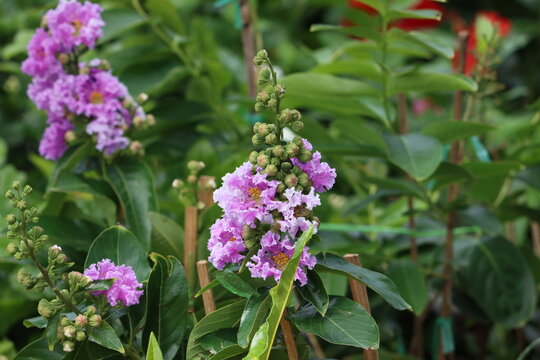 Lagerstroemia speciosa (giant crepe - myrtle, Queen's crepe - myrtle, banab&aacute; plant, or pride of India) is a species of Lagerstroemia native to tropical southern Asia.