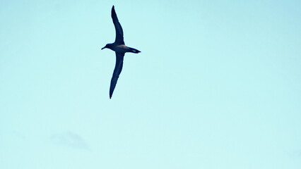 Sooty albatross (Phoebetria fusca) flying above the Atlantic Ocean, near the Falkland Islands