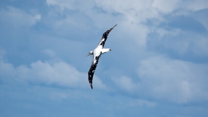 Wandering albatross (Diomedea exulans) in flight, in the Atlantic Ocean, near the Falkland Islands
