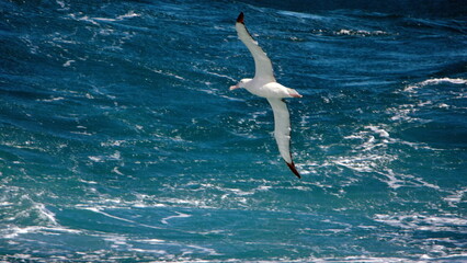 Fototapeta na wymiar Wandering albatross (Diomedea exulans) in flight, in the Atlantic Ocean, near the Falkland Islands