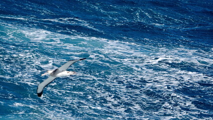 Wandering albatross (Diomedea exulans) in flight, in the Atlantic Ocean, near the Falkland Islands