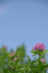 ムラサキツメクサと青空