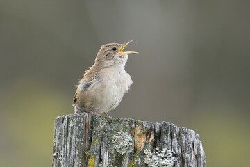 Small wren singing on a post.