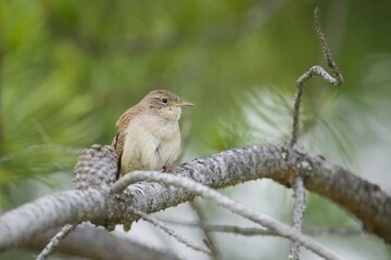Cute wren perched on a tree branch.