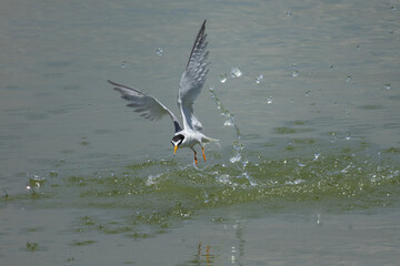 水中から脱出するコアジサシ