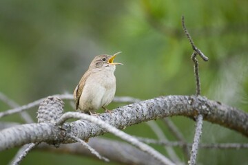Small wren on a branch sings out.
