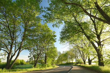 Bright green spring trees along a country road backlit by the late sun