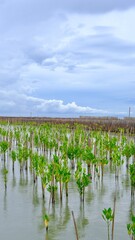 Obraz premium Young mangrove trees at tropical mangrove forest in tropical wetland area, Thailand.