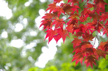 春紅葉と新緑