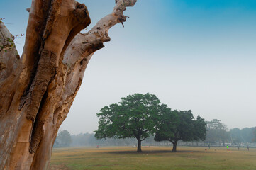 Trees at Kolkata maidan. Shot at winter morning, West Bengal, India.