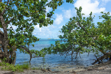 Plage arborée Mo’orea Vaihere