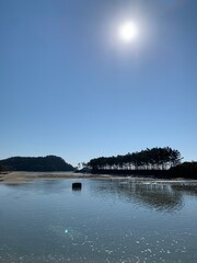 Naklejka premium 충남 태안 안면도 운여해수욕장, 소나무, 운여해변 풍경 / Unyeo Beach with Pine Tree in Anmyeon-do, Chungcheongnam-do 