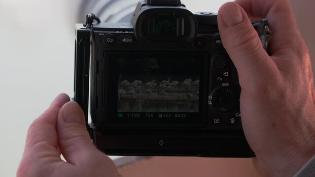Camera Recording Greater Flamingos in Ras al Khor Wildlife Sanctuary, Dubai