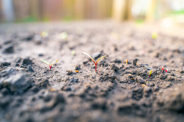 The first young beet sprouts close-up on a garden bed in the soil. Drop of water between leaves