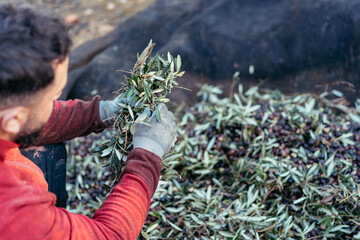 worker separating the branches from the olives
