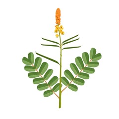 Vector illustration, candle bush or senna alata isolated on white background, herbal medicinal plant.