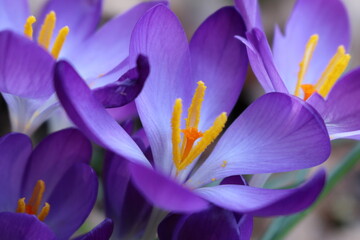 Purple in Spring