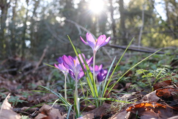 Spring Sun and Flowers