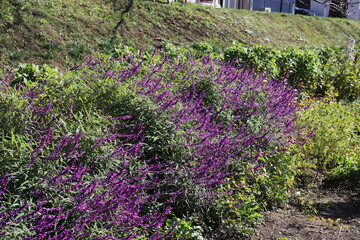 秋の日本の公園に咲く紫色のメキシカンブッシュセージの花