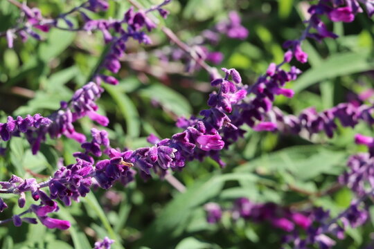 メキシカンブッシュセージ Images Browse 102 Stock Photos Vectors And Video Adobe Stock